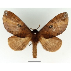 /filer/webapps/moths/media/images/P/punctillata_Europtera_AF_Basquin_01.jpg