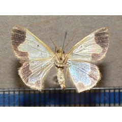 /filer/webapps/moths/media/images/L/lepta_Zamarada_A_Goff_02.jpg