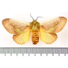 /filer/webapps/moths/media/images/I/intermissa_Stroter_AF_BMNH.jpg