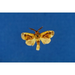 /filer/webapps/moths/media/images/O/ochreicosta_Moyencharia_AM_Lehmann_03.jpg