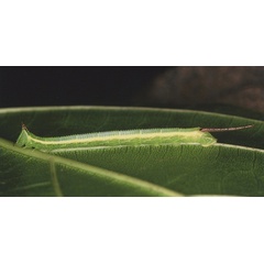 /filer/webapps/moths/media/images/P/postica_Pseudoclanis_C_Roland_07.jpg