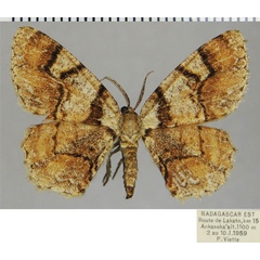 /filer/webapps/moths/media/images/O/orthogonalis_Colocleora_AF_ZSM.jpg