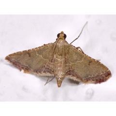 /filer/webapps/moths/media/images/M/mesenterialis_Endotricha_AF_Mazzei_01.jpg