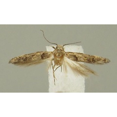 /filer/webapps/moths/media/images/A/armatus_Istrianis_PT_Bidzilya.jpg