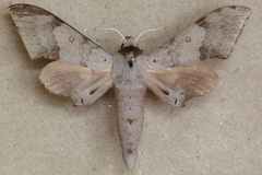 Neopolyptychus compar