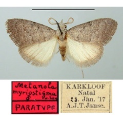 /filer/webapps/moths/media/images/M/myriostigma_Metanola_PTM2_TMSA.jpg