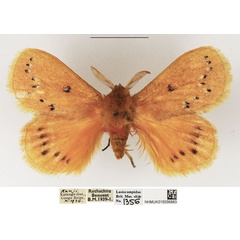 /filer/webapps/moths/media/images/E/erythrura_Laeliopsis_AM_NHMUK_02.jpg
