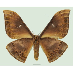 /filer/webapps/moths/media/images/P/perfulvastra_Dogoia_AF_Basquin_01b.jpg