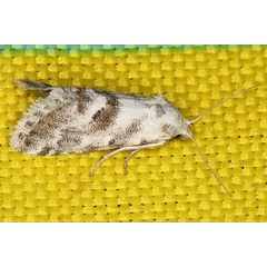 /filer/webapps/moths/media/images/L/lightfooti_Vandamia_A_Heyns_02.jpg
