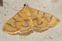 Syllepte retractalis
