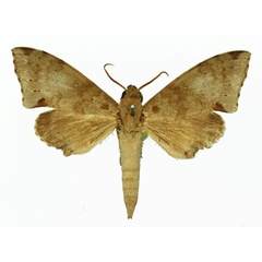 /filer/webapps/moths/media/images/P/paupercula_Polyptychus_AM_Basquin_01a.jpg