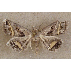 /filer/webapps/moths/media/images/T/trimeni_Acantholipes_A_Butler.jpg