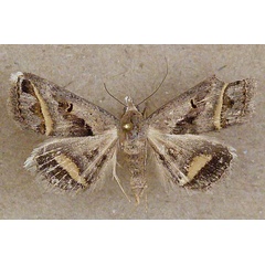 /filer/webapps/moths/media/images/T/trimeni_Acantholipes_A_Butler.jpg