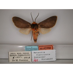 /filer/webapps/moths/media/images/F/fontainei_Metarctia_AT_RMCA_01.jpg