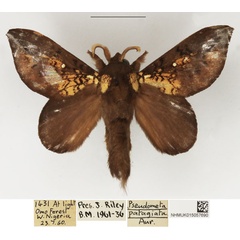/filer/webapps/moths/media/images/P/patagiata_Pseudometa_AM_NHMUK.jpg