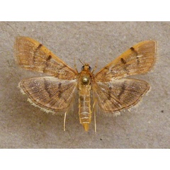 /filer/webapps/moths/media/images/I/indicata_Omiodes_A_Butler_02.jpg