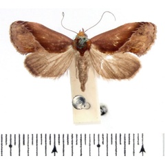 /filer/webapps/moths/media/images/R/rectalis_Arsacia_A_BMNH_01.jpg