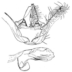 /filer/webapps/moths/media/images/R/rhytisma_Plinthograptis_GMHT_ISEA.jpg