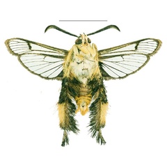 /filer/webapps/moths/media/images/M/mida_Melittia_HT_SMNSb.jpg