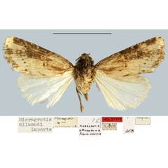 /filer/webapps/moths/media/images/A/alluaudi_Micragrotis_HT_MNHN.jpg