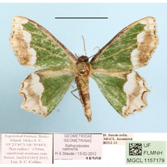 /filer/webapps/moths/media/images/R/roehrichti_Bathycolpodes_A_MGCLa_01.JPG
