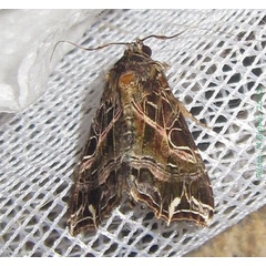 /filer/webapps/moths/media/images/M/maillardi_Callopistria_A_Bippus.jpg