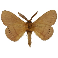 /filer/webapps/moths/media/images/M/multipunctata_Philotherma_AM_Basquin_01b.jpg