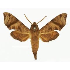 /filer/webapps/moths/media/images/I/iapygoides_Temnora_AM_Basquin_02.jpg