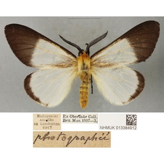 /filer/webapps/moths/media/images/A/anisobeana_Coenostegia_LT_BMNH.jpg