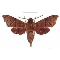 /filer/webapps/moths/media/images/B/bousqueti_Temnora_AM_EMEM_01.jpg