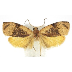 /filer/webapps/moths/media/images/C/caffreana_Zellereccopsis_AM_Bassi.jpg