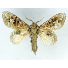 /filer/webapps/moths/media/images/C/clementsi_Schausinna_AM_Basquin_01.jpg