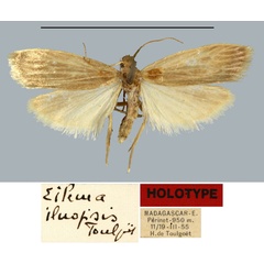 /filer/webapps/moths/media/images/I/iluopsis_Eilema_HT_MNHN.jpg