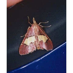 /filer/webapps/moths/media/images/X/xanthorhoidalis_Bostra_A_Roland_01.jpg