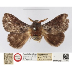 /filer/webapps/moths/media/images/R/riftensis_Haplopacha_HT_NHMUK.jpg