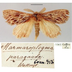 /filer/webapps/moths/media/images/P/paragarda_Marmaroplegma_HT_SNHM.jpg