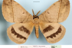 Jana plagiatus