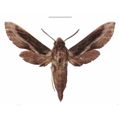 /filer/webapps/moths/media/images/I/improvisa_Theretra_AM_EMEM_01.jpg