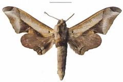 Oplerclanis rhadamistus