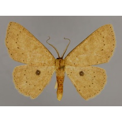 /filer/webapps/moths/media/images/H/hirtifemur_Cyclophora_A_ZSM_01.jpg