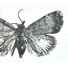 /filer/webapps/moths/media/images/T/tamsi_Eulocastra_HT_MSNM.jpg