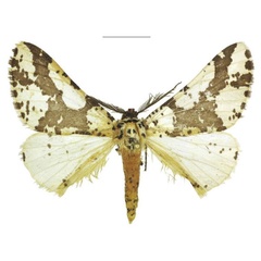 /filer/webapps/moths/media/images/Z/zambica_Nothabraxas_HT_ANHRT.jpg