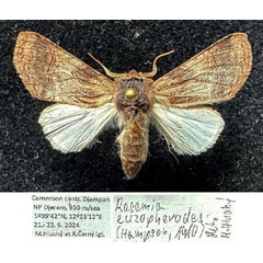 /filer/webapps/moths/media/images/E/euzopherodes_Rasemia_AM_Hluchy.jpg