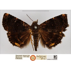 /filer/webapps/moths/media/images/V/vultuosa_Metachrostis_HT_NHMUK.jpg