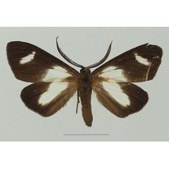 /filer/webapps/moths/media/images/C/catadela_Pitthea_AM_Basquina.jpg