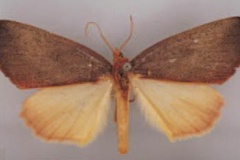 Terpnostola tardenota