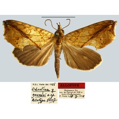 /filer/webapps/moths/media/images/G/gueneei_Odontina_AT_MNHN.jpg