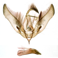 /filer/webapps/moths/media/images/C/cadoreli_Chopardiana_GMHT_MNHN_4737.jpg