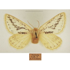 /filer/webapps/moths/media/images/F/flavipennis_Phiala_AF_TMSA_01.jpg