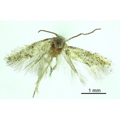 /filer/webapps/moths/media/images/B/bisigna_Urodeta_HT_RBINS.jpg